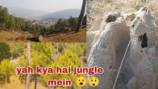 Yah Hai hamare jungle ka bhi aur jungle mein yah kya hai😲😮
