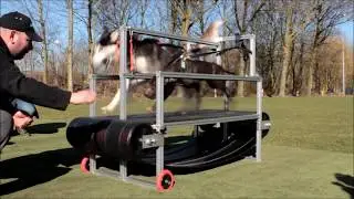 Pitbull vs Siberian Husky on the Mill 4 min race.