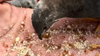 Hand fed quail