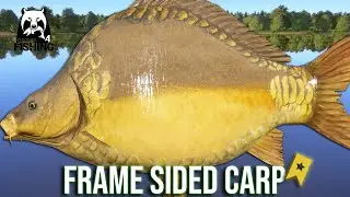 Frame-sided Carp Trophy 36kg at Amber Lake - Russian Fishing 4