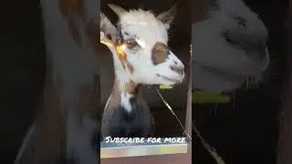 Baby goat bleating