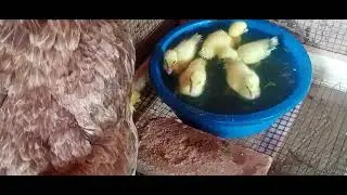 A galinha    que chocou ovos de pata