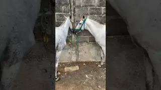 Horses 🐎 in the act of kissing 💋 kiss 😘 horses #shorts
