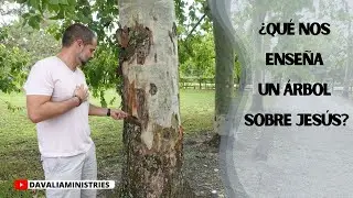&iquest;Qu&eacute; Nos Ense&ntilde;a Un &Aacute;rbol Sobre Jes&uacute;s?: Reflexiones - Davalia Ministries