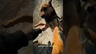 Доброе утро от банды #nature #video #shortsvideo #youtubeshorts #dog #live #shortvideo #youtube #you