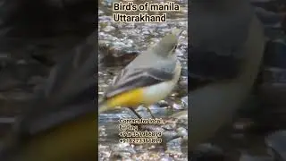 #bird #manila #travel #अल्मोड़ा #wildlife #adventure #nature