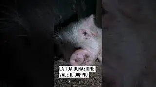 🛑 GLI ANIMALI RINCHIUSI IN ALLEVAMENTI E MACELLI HANNO BISOGNO DI TE!