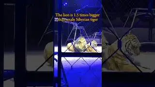 Size comparison of lions and Siberian tigers in circus