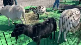Animals @ Work😎🥹🤗 #ytshorts #shorts #farm #bunny #duck #outdoors #outdoors #chicken #relaxing #fun