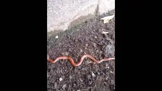 Arizona ground snake (Sonora Semiannulata)