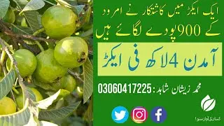Profitable guava farming in Pakistan.900 plants in one acre.