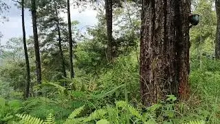 Climbing The Pine Forest - Without Sound And Music