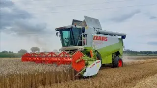 Żniwa 2025🌾/Claas lexion 480🟢🎥/Pszenica i pszenżyto🌾pod kosę🔥