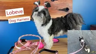 Lobeve Dog Harness Set, everything you need to walk your pup #dog #dogharness #dogwalk
