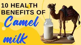 Camel Milk Ten Health Benefits A Superfood of the Desert! 🐪🥛
