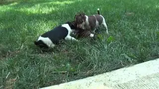 Ratitatt Este and Willow Playing