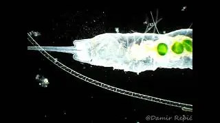 Stylaria lacustris