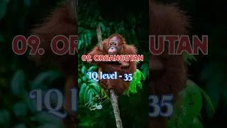 Top 10 Most Intelligent Animals in the world 🌎 ||#shorts #viral || #cricket #viral #viratkohli #top