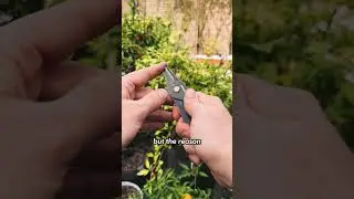 Herb Harvest Strip Tool #gardentools #pruner #gardening #gardeningtips #gardeningtools