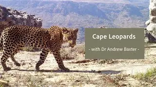 Cape Leopards - with Dr Andrew Baxter