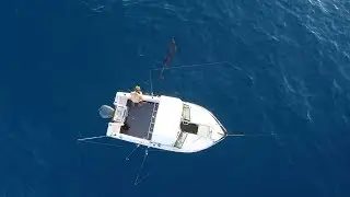 Swimming with Dolphins on a Summer Sunrise Perth Western Australia| Saltfix Fishing