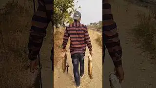 BACK TO BACK ATTACK SNAKEHEAD #shorts