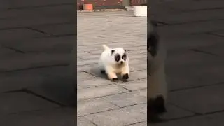 Cute Puppy Dog (p48) #pets #puppy #animals #funny #shorts
