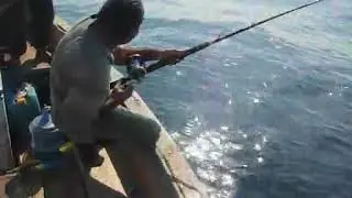 Fish'nTac: Dorado caught on 14th Dec'14