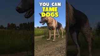 You Can Tame Wild Dogs In DayZ Now 🐕