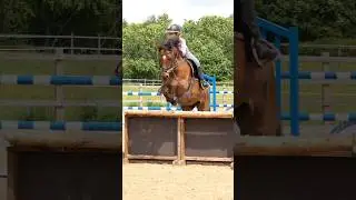 Practicing working hunter #horse #pony #horseriding #showjumping #horsegirl #equestrian