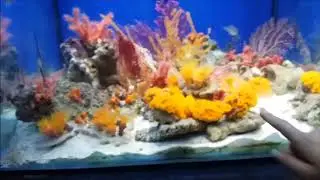 Океанариум в ТЦ Рио (Москва)Under water World in Mocow