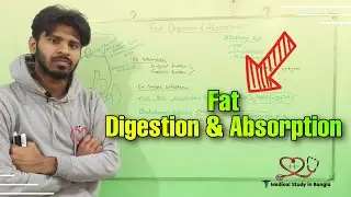 Fat digestion and absorption in bangla