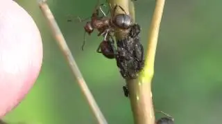 Ants (Formica oreas) defending Poplar Leaf Aphids (Chaitophorus populicola) on Stem