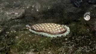 Was Kimberella the first mollusc?