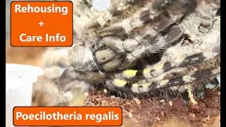 Poecilotheria Regalis Rehousing + Care