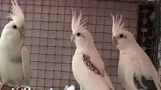 ￼ Butterfly cocktail Breeding progress | ￼ Bade Dino baad bird set up key visit or full information