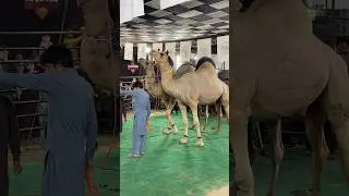 MashAllah Heavy Weight Big Size Camel || BakraEid 2025 | Jungle Joy | Camel Farming || Camel Qurbani