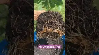 #avocadotree #growvegetables #growtopia #growathome #gardening #2023 #tree #treelovers