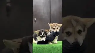 Подписывайся на наш инстаграм @daryahandler26 там всё о корги🦊 #corgilovers #коргипемброк #корги