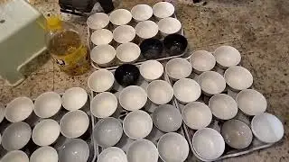 عرس شباب في مدينة الحصيبة بسيدي بلعباس ألف مبروك لعروستنا