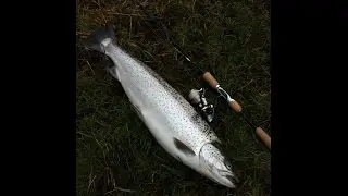 4kgs Hav&oslash;rred p&aring; UL stang!