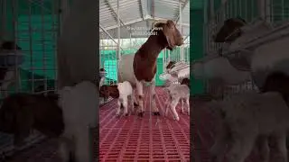Pure Boer Goat and Goat Kids..#boer #boergoats #goatfarm #goatfarming #viral #trending #goats