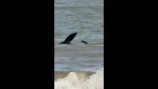 Sick seal struggles off Seacliff Beach in Adelaide&rsquo;s south