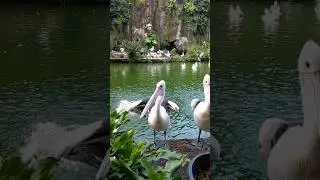 Burung Pelikan | Taman Margasatwa Ragunan