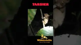 tarsier#animals #short #youtubeshorts #tarsier #wildcircle10x