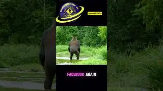 The Gorilla That Fooled the World