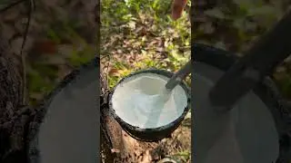 Rubber tree sap🌳 #rubberfarming #satisfying #rubbersap #rubberwood #rubberlatex #rubberworking