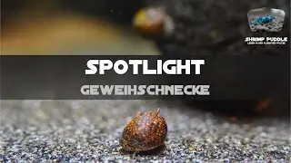 GEWEIHSCHNECKE SPOTLIGHT