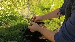 Planting Some More Cheap Hedging - Stopping Horse Rustlers #Smallholder #Smallholding #HedgePlant