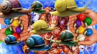 Hunting snail, catching snail, menemukan siput, bekicot, keong, kaki seribu, millipede, berpetualang